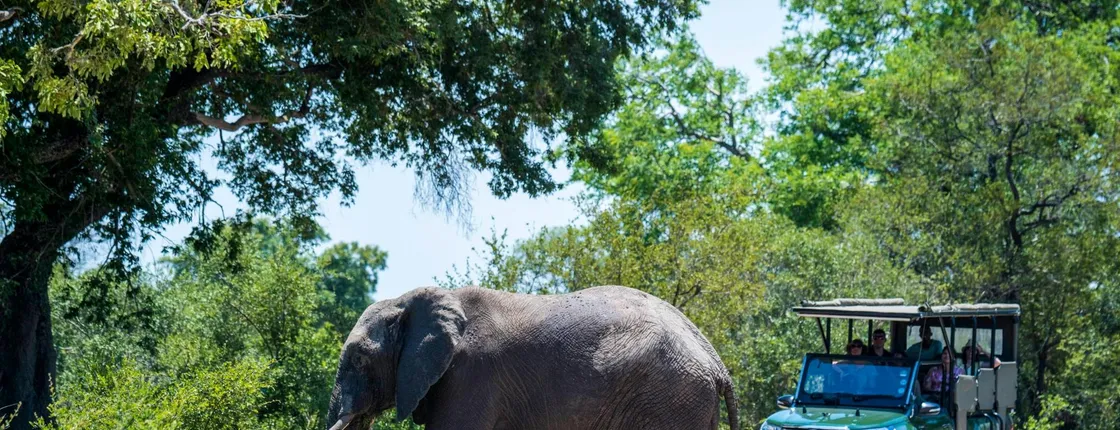 Kruger National Park morning safari from Hazyview
