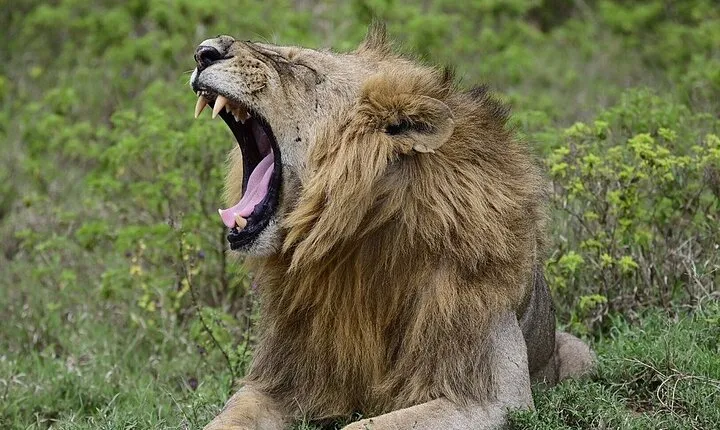 Nakuru National Park Day Trip from Nairobi