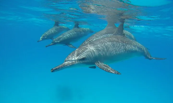 Dolphin House Tours in Marsa Alam