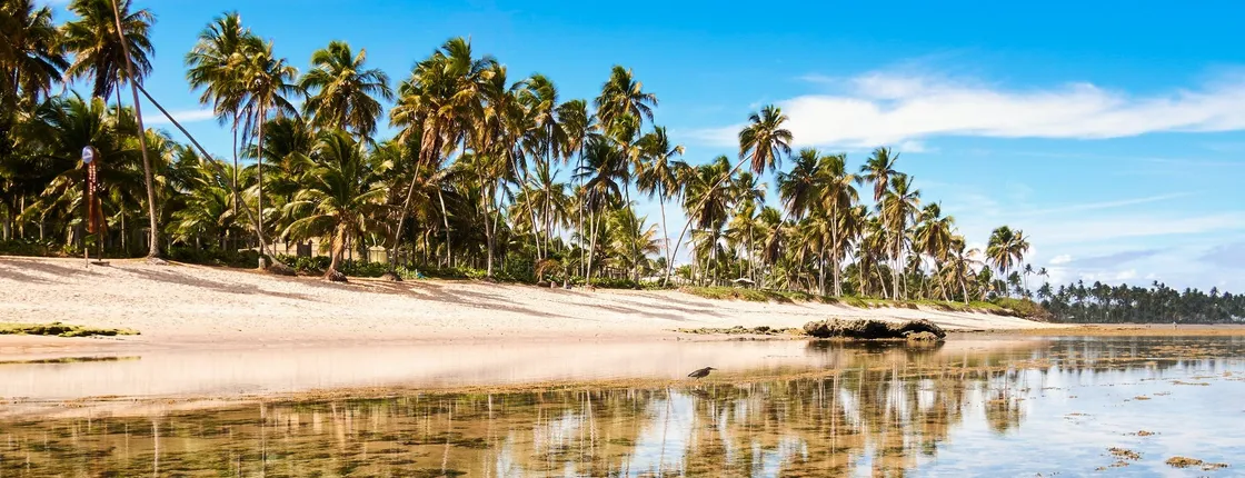 Praia Do Forte and Tamar Project guided tour