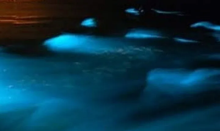 Luminous Lagoon Tour from Montego Bay (Private)