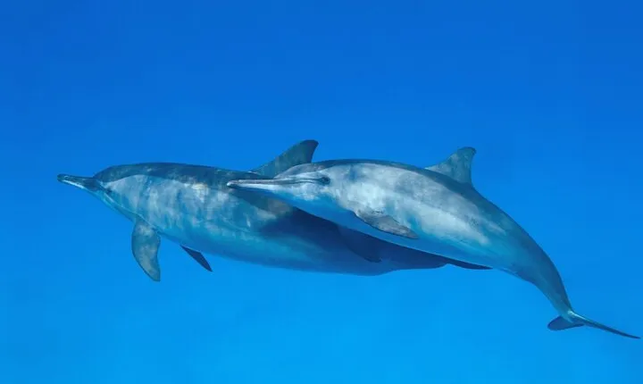 Dolphin House & Snorkeling Sea Trip with Transfer – Marsa Alam