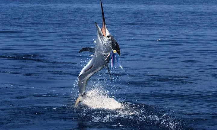 Racha Island Fishing Join On Special Giant Fish From Phuket