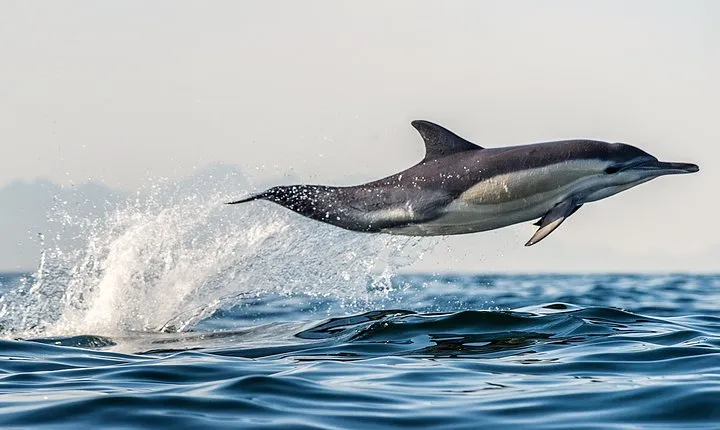 Half Day Dolphin & Wildlife Cruise - Tauranga