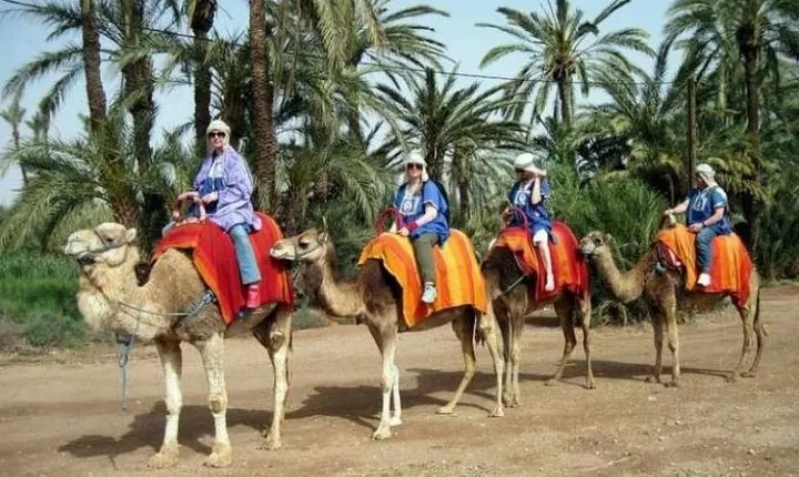 Marrakech Half-Day Camel Ride in Palm Grove
