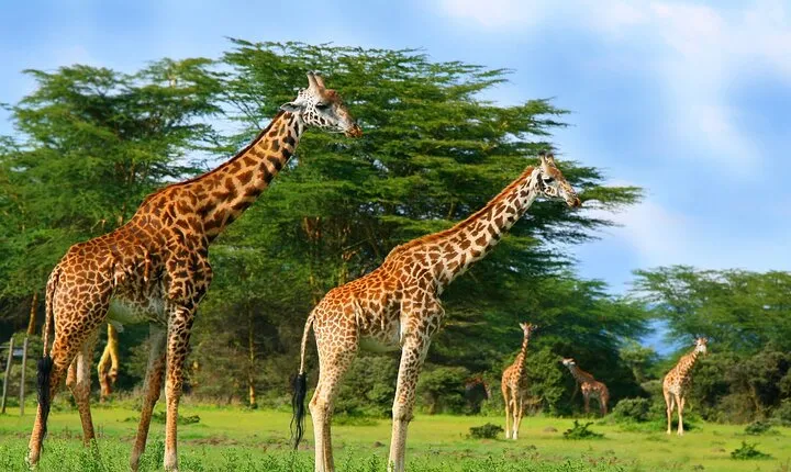 Nairobi Day Trip To Crescent Island Game Park - Lake Naivasha
