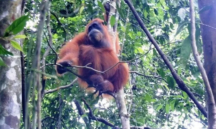 All-in 2N/3D Bukit Lawang Tour For School