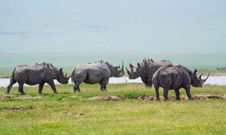 4-Day Group Tour Explore Tarangire, Serengeti and Ngorongoro