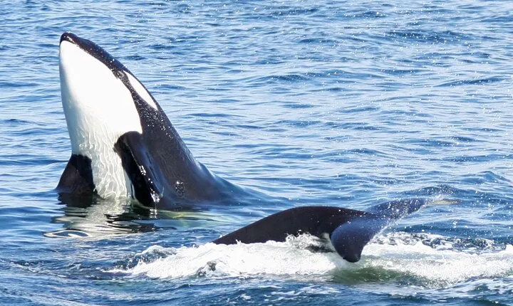 Only Wildlife and Whale Watching Tour Leaving from Seattle