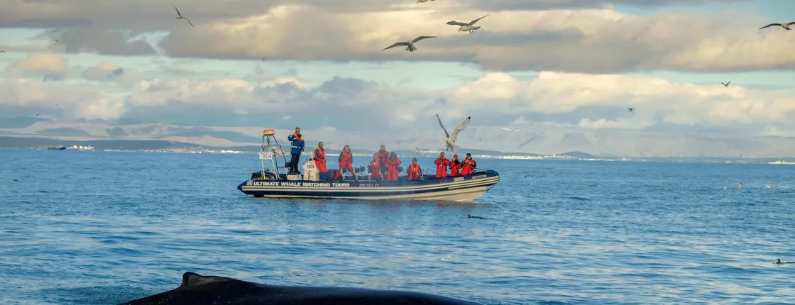 Premium whale and puffin watching tour in Reykjavík