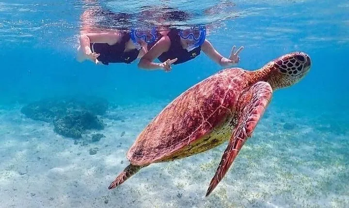 Bloo Lagoon Snorkeling East Bali Includes Transportation & Lunch