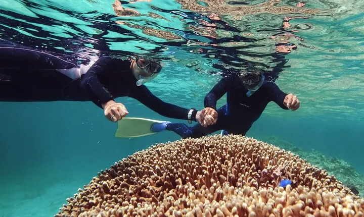 Dolphin Watching & Snorkeling