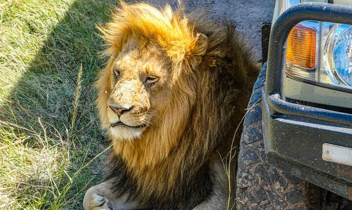 3-Day Luxury Safari in Amboseli National Park, Nairobi