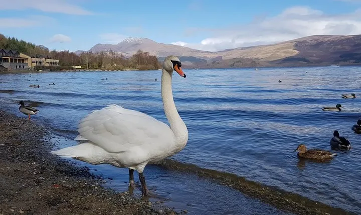 Glorious Scotland Scenic Tour From Glasgow Area