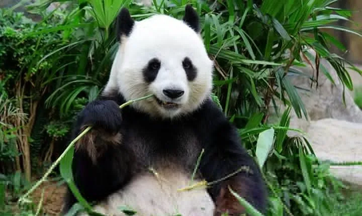 Private Chongqing Day Tour: Panda, E'ling Park, Three Gorges Museum