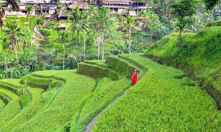Discover The Best of Ubud: All-Inclusive and Private Guided Tour