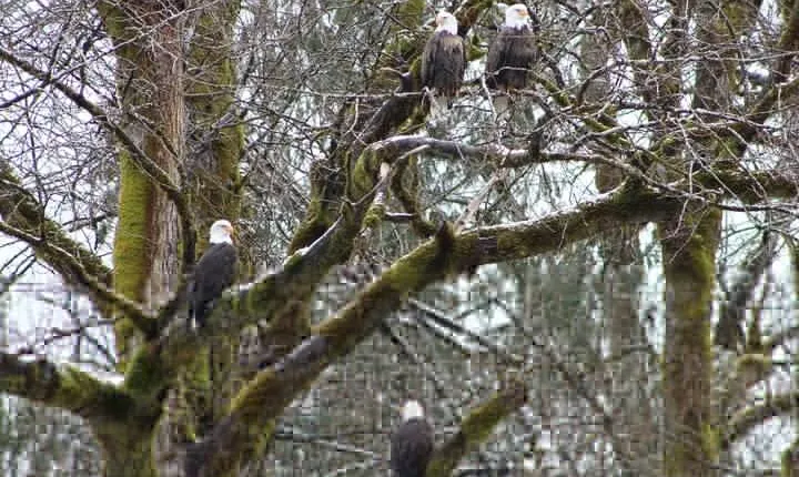 Bald Eagles Nesting Area Tour at Skagit River