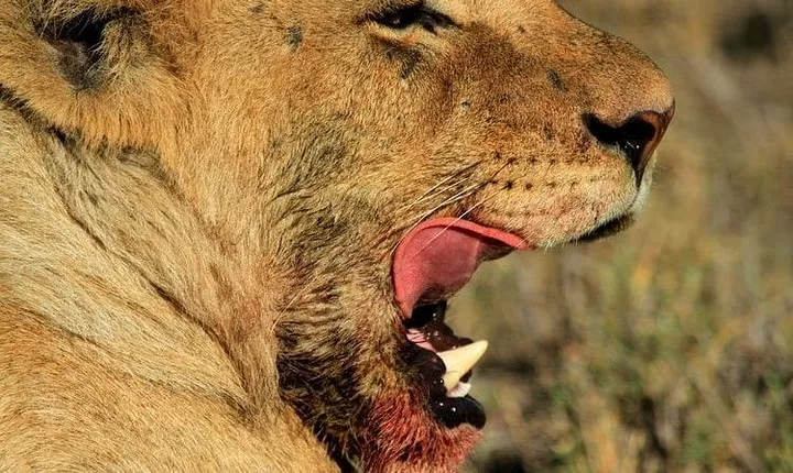 5 Days, 4 Nights Private Safari to Lake Manyara, Serengeti and Ngorongoro Parks