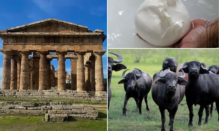 Paestum, Buffalo Mozzarella tasting & light lunch Private Tour