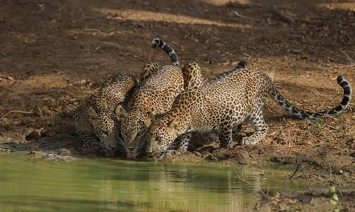 Yala National Park Full Day Safari from Hambantota Cruise Terminal