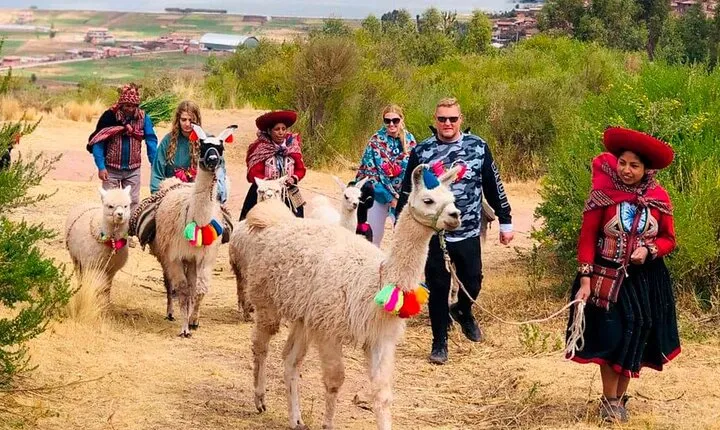 Half day Alpaca Therapy Tour