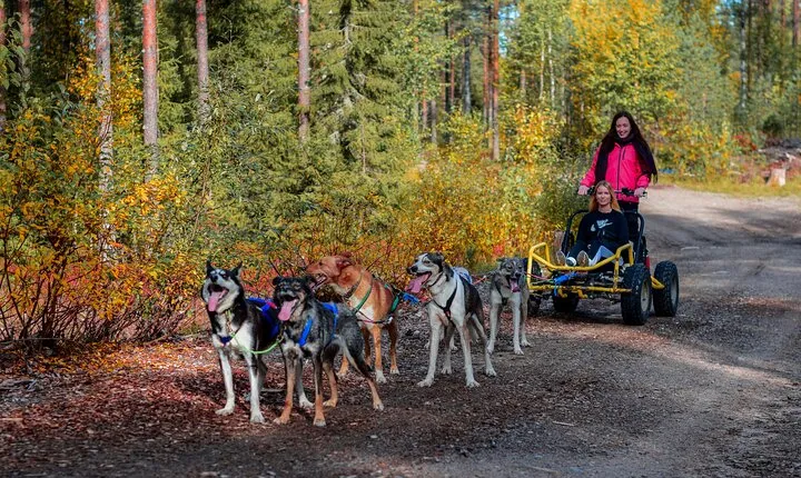 Small-Group Husky Sledding on Wheels in Rovaniemi in the fall