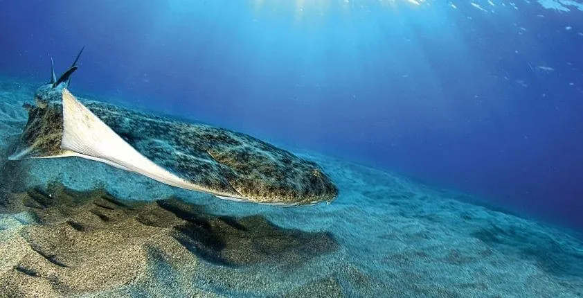 Native snorkel guided tour with meeting point