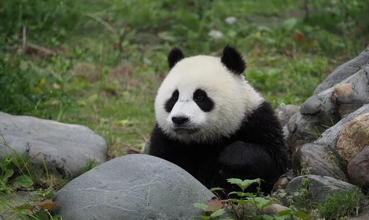 Chengdu Panda base and Leshan Giant Buddha one day private tour