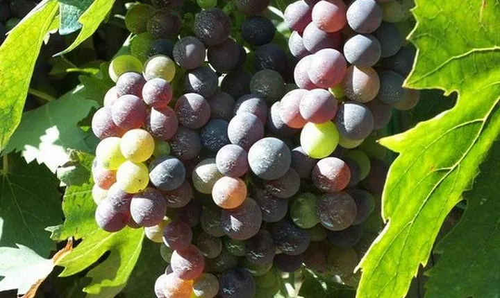 Degustazione del Vino Chianti,visitando Castellina & Greve,in Toscana da Firenze