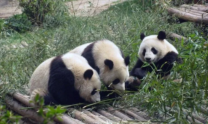 Chengdu Muslim Day Trip: Panda Breeding Base, Mosque, Wuhou Temple & Jinli