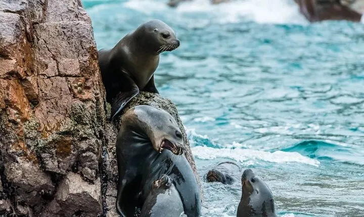 Full day tour in Ballestas Islands Ica Huacachina from Paracas