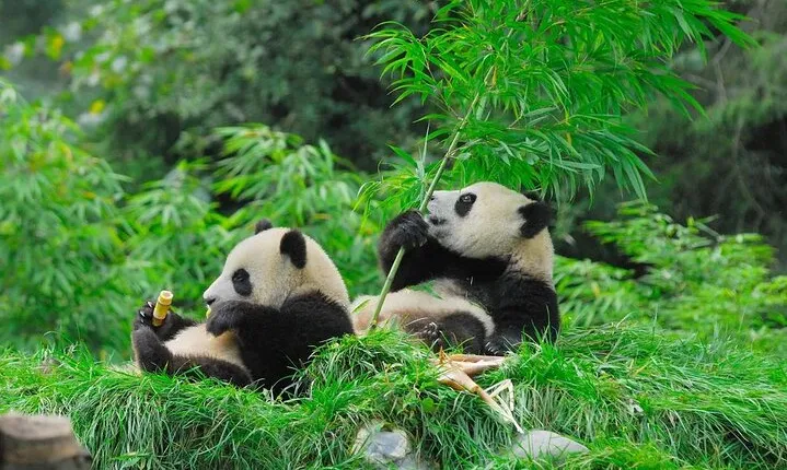 2-Day Dazu Rock Carvings+Chengdu Panda Base Private Tour
