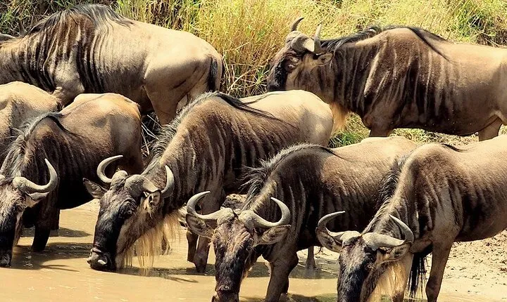 3 Days Masai Mara Camping Safari