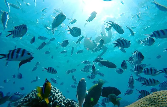 PJ's Sailing & Snorkeling Adventures Fiji Day Trip - Serenity Island