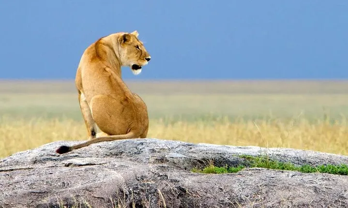 8 Days Ndutu Migration Wildlife Safari 