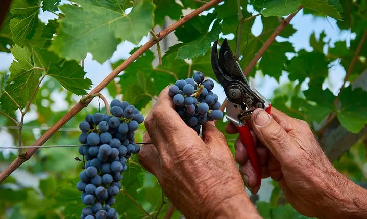 Lake Garda wine tasting: Pinot Noir & tortellini in a Medieval Village