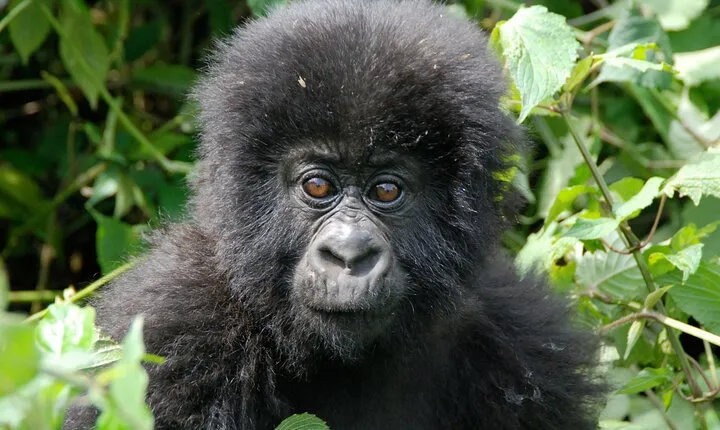 Private 3 Day Gorilla Trekking Safari in Uganda