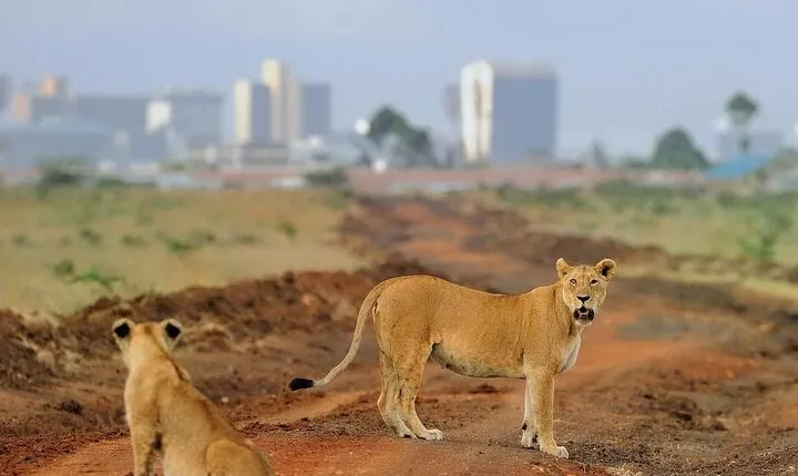 Day Tour to Nairobi National Park and Giraffe Center
