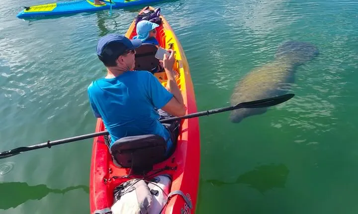 Mangroves, Manatees, and a Hidden Beach: Kayak Tour
