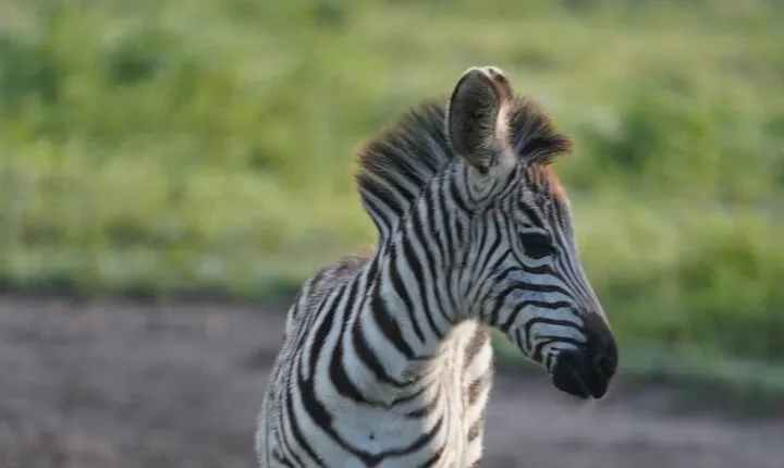 Early Morning Tour to Nairobi National Park