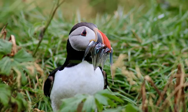Classic Puffin Watching Cruise from Downtown Reykjavík