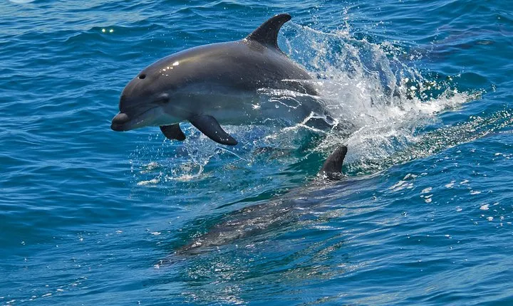 Dolphin Watching in the Wild - Half Day