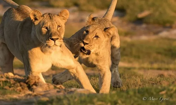 Kruger Park Safari