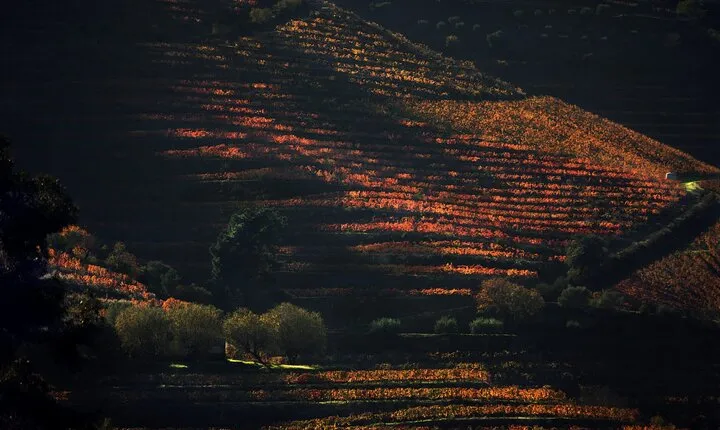 Lunch and Wine Tasting in the Douro Valley Region