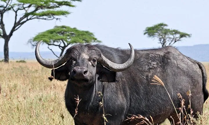 10 Days / 9 Nights Private group safari