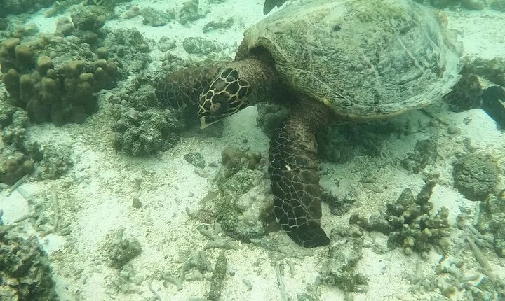 Snorkeling Tour in Samoa