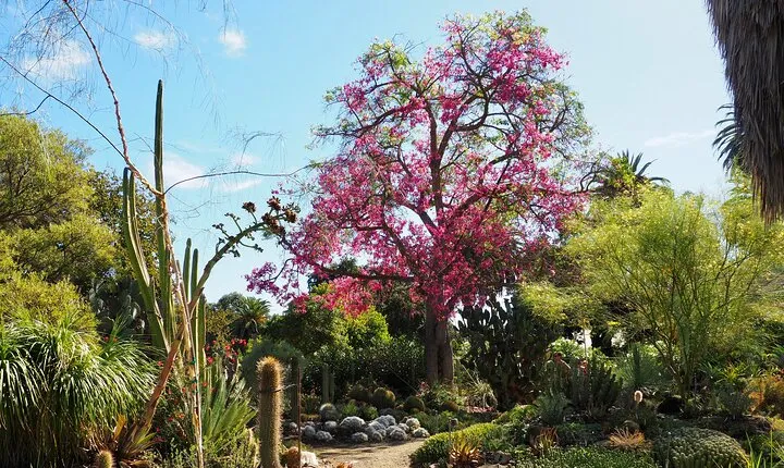 Ruth Bancroft Garden General Admission Ticket
