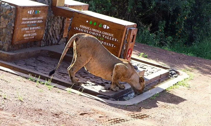 Nairobi National Park Private Safari in a 4X4 Landcruiser Jeep