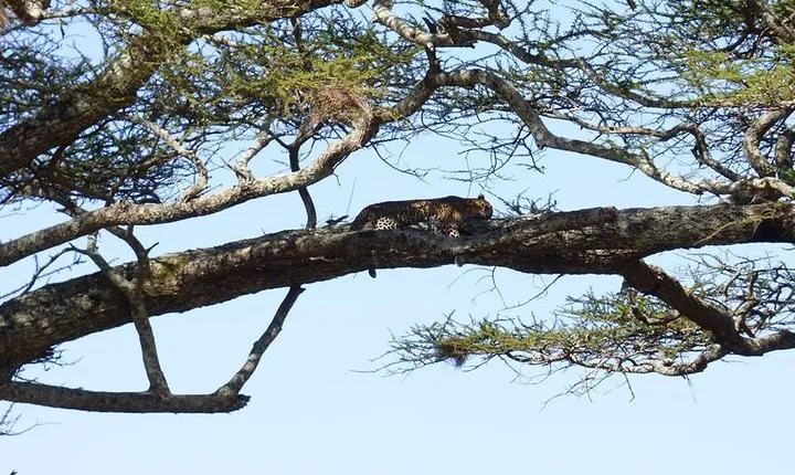 3 Days Lake Manyara, Ngorogoro Crater, Tarangire National Park