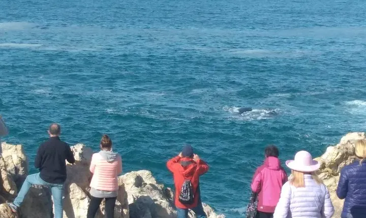 From Cape Town :Cape Agulhas &Whale Watching Tour in Hermanus 